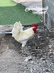  3 دجاج وبط للبيع