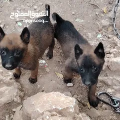  1 كلاب للبيع