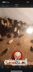  1 صوص دجاج بلدي