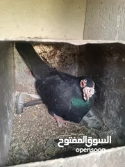  6 حمام للبيع
