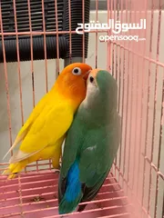  1 lovebirds  pair