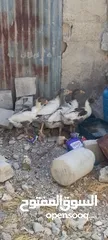 1 فراخ وز للبيع