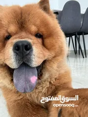  1 Chow Chow Male