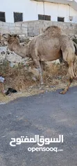  1 جمل ضحيه بصلاه عالنبي