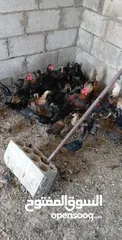 2 فرخات بلدي وصيصان عمر شهرين