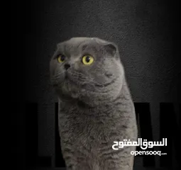  5 ذكور لتزاوج