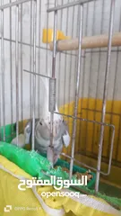  1 كوكتيل كروان وي فيس