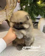  2 teacup pomeranian pure