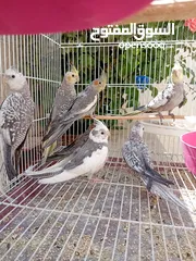 1 كوكتيل وايت فيس