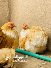  5 بـيـض مـستـورد نـوادر الـدجـاج الـزينـه