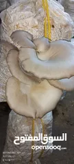  17 فطر محاري بلدي