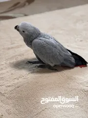  4 ‎‏‎فرخ كاسكو إنتاج محلي - African gray parrots local breeding