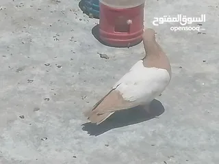  3 حمام للبيع