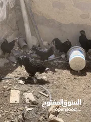  21 ديوك لمبرجيني و صيصان صحة و نظافة  بلدي للبيع