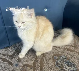  3 قطط للتبني_____مكاني اليرموك اربع شوارع