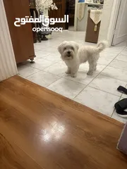  2 للبيع – كلب مالتيز ذكر – 8 أشهر – الرياض  For Sale – Male Maltese Dog – 8 Months – Riyadh