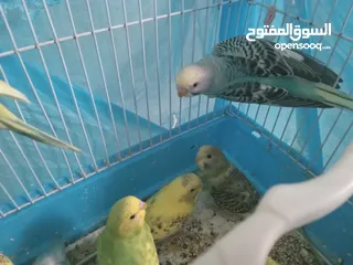 24 طيور للبيع النوع طيور الحب الأسترالي سعر الطائر الواحد 5 دنانير