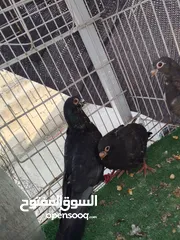  13 جواز بسعر الحرق كله شغال الجوز ب6 دنانير