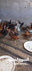  1 فرخات جاج بلدي