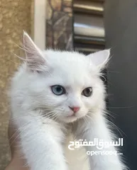  2 قط شيرازي ذكر