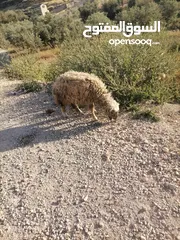  11 قرقير عدد إثنين للبيع