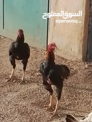  8 دجاج باكستاني