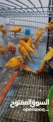  3 حبات احمر دم وجزري غامق نخب