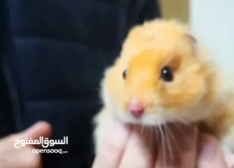  3 هامستر لطيف للبيع احجام