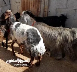  3 عقائق ذبائح نذر بلدي نظيف الموقع سحاب السعر ع 145 نهائي يوجد خدمه ذبح