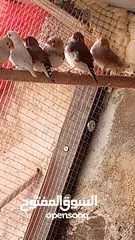  4 عصافير فينك ( زيبرا ، طيور جنة )