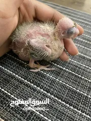  3 albino, Lution and Grey Cockatiel chicks