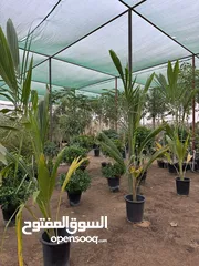  30 للبيع جميع انوع الاشجار all type of plants