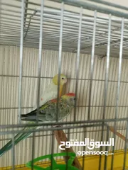  8 زوج ببغاء الريدرام  بصحه ممتازه