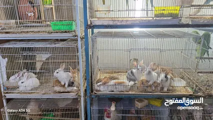  26 BIRD'S FOR SALE