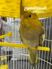  2 كوكتيل 2 ا صفر السعر انثى 20  الذكر15الأثنين مع قفص 40