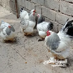  4 سيت دجاج براهما نظيف و صحة فول خط اول كامل المواصفات و الدجاجات بياضات