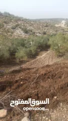  14 القبة الذهبية  اراضي بلعا دير الغصون