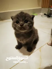  8 Scottish fold kitten for sale