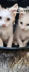  3 قطط للتبني مهجن شيرازي