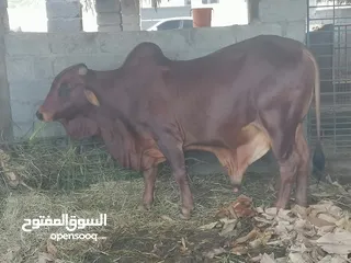  2 ثور خارجي مطعوم