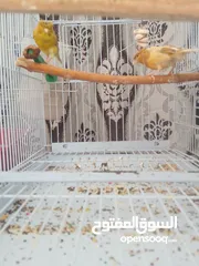  7 كنار جواز مع بيض وفي اجواز مع افراخ