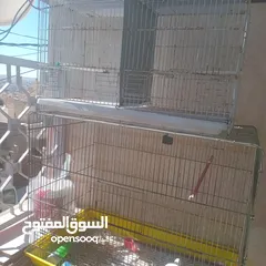  6 قفاص بحال الوكاله لتواصل الزرقاء