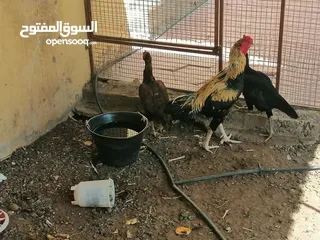  2 للبيع طيور باكستاني