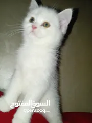  29 قطه كتنز كتن   و بطه عدد 3 بطات   و سلاحف بريه و قطة سيامي كبيره منتجه  تربيه منزليه لقطه كوم هامستر