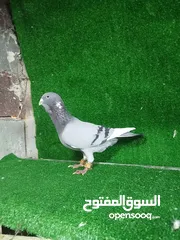  2 حمام للبيع