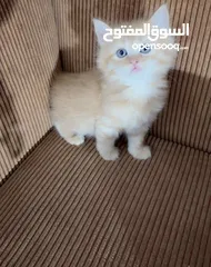  12 قــطــط لــلــبــيــع