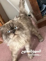  8 قط هملايا& بيرشن أليف جدا
