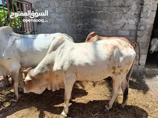  2 live somali cows