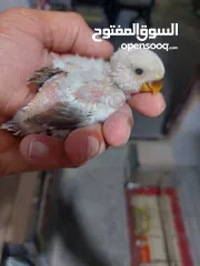  25 فراخ روز طفرات مميزة للزق اليدوي أقرا التفاصيل/ كوكتيل حب جرين شيك اليف جوز فحل طيرة فرخ هدد زق يدوي
