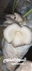  16 فطر محاري بلدي